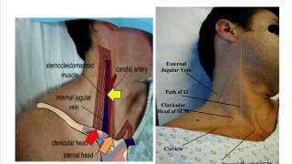 Jugular venous pulse anatomical aspects [upl. by Boyse168]