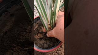 How to easily report a plantgardening caretips repotting plantcare viralshort trendingshorts [upl. by Adelaja598]