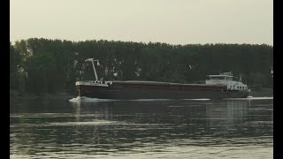 146 Shipspotting Binnenschiffe auf dem Rhein  GMS Distinta bei GroßRohrheim [upl. by Shaffer304]