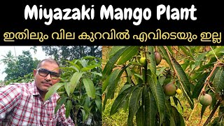 Miyazaki Mango Online Malayalam Egg of Sun Mango മിയാസാക്കി മാവ് trendswheelin [upl. by Appledorf]