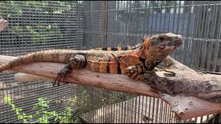 Orange Tiger Ctenosaura pectinata iguanas Looks like a Tiger Tame 2022 Hatchlings [upl. by Ainerbas]