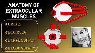 Extraocular Muscles Anatomy Lecture  Origin Insertion Nerve Supply amp Blood Supply  Squint [upl. by Wilsey103]