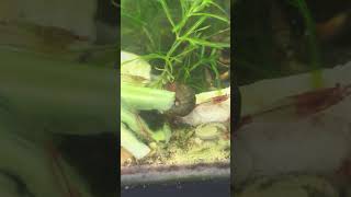 Ramshorn snail joined the party fish shrimp fishtank shrimptank aquarium newchannel snail l [upl. by Gwenni766]