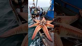 HUGE STAR FISH caught by fishermen⭐🐟 [upl. by Eltrym]