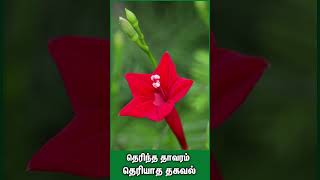 மன அமைதியை தரும் தாவரம்   Plants have special benefits plants benefits garden homegarden [upl. by Balcke]