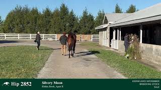 Hip 2852  Silvery Moon  Broodmare Prospect by City of Light [upl. by Aihsei290]