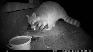 Trailcam 043 Racoon feeding at night part 13 [upl. by Ellehcirt]