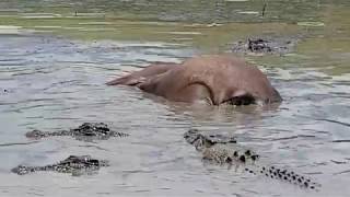 Crocodile Feeding Frenzy [upl. by Zechariah349]