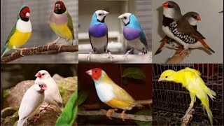 100 Pair Java Colony Goldfinch Sparrow Breeding Method Tips Exotic Birds farm [upl. by Northington]