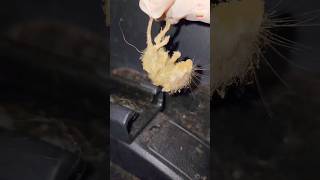 Cleaning MICE INFESTED Car NEW 🚘💕 This Detail Cost 295 ASMR MiceInfested Satisfying Detailing [upl. by Archaimbaud759]