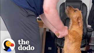 Dog Returned 2 Days After Being Adopted  The Dodo Foster Diaries [upl. by Adkins]