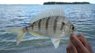 EXPENIVE SECRET Bait and Tackle Shops DONT Want YOU to KNOW How to Catch Pinfish Tackle Tuesday [upl. by Kain387]