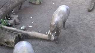 Babirusa Pig  Oregon Zoo [upl. by Shepp488]