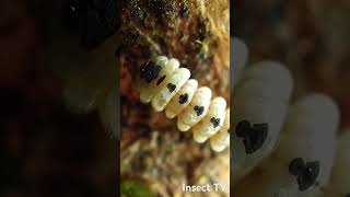 Trachys troglodytes larva [upl. by Bren]