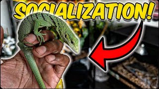 How to socialize a Green Tree Monitor [upl. by Dougy962]