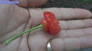 ⟹ Rocotillo Pepper  Capsicum annuum  Pod Review [upl. by Chucho]