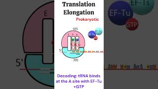 Prokaryotic Translation Elongation Protein synthesis animation biology [upl. by Liagaba]