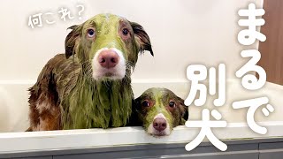 生まれて初めてパックをしてもらった犬達が別犬になってしまいました…笑【ボーダーコリー・オーストラリアンシェパード】 [upl. by Eerual161]