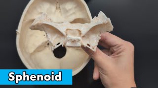 Sphenoid Bone [upl. by Eatnuahc]