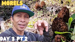 Morel Bonanza Heads of Morels Everywhere 😲 Unedited Day 3 PT2 [upl. by Mauer]