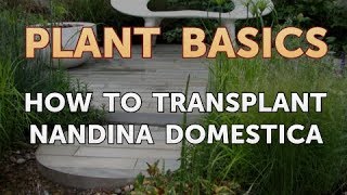 How to Transplant Nandina Domestica [upl. by Eizzil]