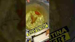 Karantina Ikan Mas Koki yang Sakit Pakai Media Filter filteraquarium goldfish ikankoki [upl. by Attaynik]