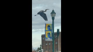 Urban Micro Fishing in Tennessee  Fall [upl. by Edison]