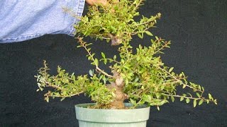 Developing Yaupon Holly Bonsai – a tale of when not to cut [upl. by Fowle]