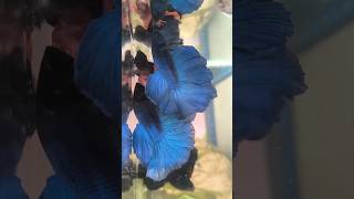 Give away challenge write your comment get your betta fish telugu bettafish fish shorts [upl. by Chafee722]