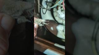 Ac making a funny noise hvac noise diy homerepair shorts disgusting nasty [upl. by Alika]