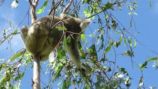 Bullet  male koala in red gum [upl. by Yesnikcm]