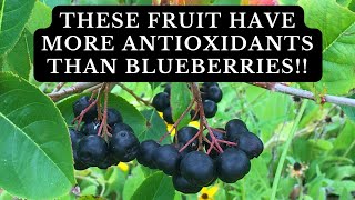 Why You Should Plant a Black Chokeberry Bush  Benefits and Planting Tips [upl. by Nnaeus275]