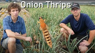 How to Control Onion Thrips [upl. by Nilcaj]