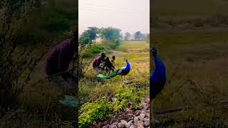 Real peacock catching VFX funny videos peacock vfx shorts funnyvideostrendingshorts [upl. by Llirpa]