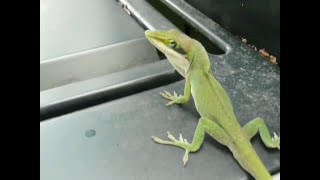 Green anole turns brown in 30 seconds [upl. by Lisbeth]