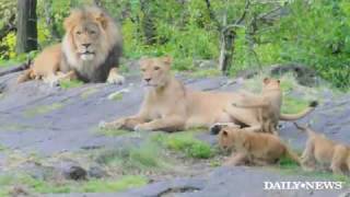 Exclusive Bronx Zoos new baby lion cubs [upl. by Elenaj324]