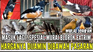 🔴 MASUK LAGI  MUMPUNG ADA MASUK MURAI BLOROK EXTRIM HARGA DIJAMIN MURAH 083875536945 [upl. by Olav154]