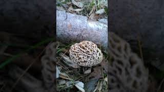 Morels Massachusetts [upl. by Ecyor]