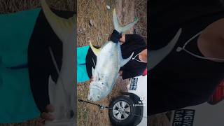 Giant Jack Crevalle Tobago fishing 🇹🇹🎣 tobago beach [upl. by Callista871]