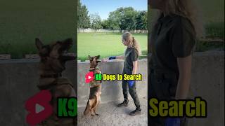 K9 🔎 Trainingdog dog k9trainer belgianmalinoisdog k9 pets belgiummalinois [upl. by Blum]