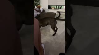 shake…shake terror shenanigans doglover shake pitbull [upl. by Kezer190]