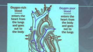 Heart Anatomy amp Function [upl. by Eirehs558]