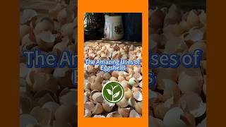 The amazing use of Eggshells shortvideo garden gardenplants howto youtubeshorts plants [upl. by Shaeffer389]