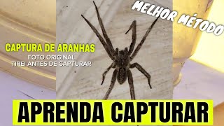 COMO CAPTURAR ARANHAS EM CASA COM SEGURANÇA  Proteja Sua Família [upl. by Covell]