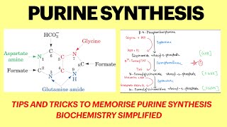 Purine metabolism Purine synthesis pathway Purine synthesis mnemonics  Biochemistry  MBBS 1st yr [upl. by Kathryne]