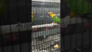 S149jandey conure breeding pair280924viralshort birdsofkerala birdbreeding viralvideo [upl. by Rhiana]