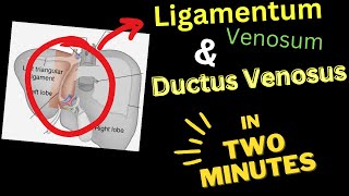 Ligamentum VENOSUM  Ductus VENOSUS  In 4 Minutes [upl. by Kincaid]