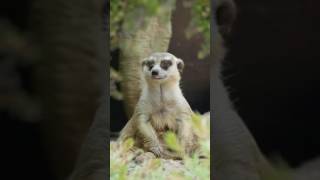 UN SURICATE QUI CRIE ALLAHUAHKBAR [upl. by Cantlon41]