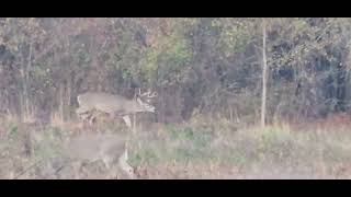 Big Buck Pinson Mounds State Archaeological Park TN December 1 2023 [upl. by Betsy548]