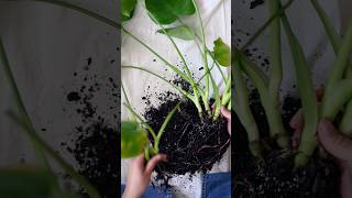 Plant repotting repotting repotting andreplantingplants plantcare [upl. by Oicor591]